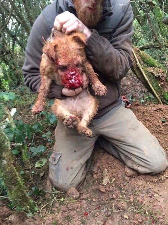The Beast from the East Neil Pinkerton having watched his dog butcher a fox